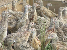 pheasant poults